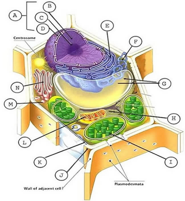 63 Label Plant Cell Worksheets 25