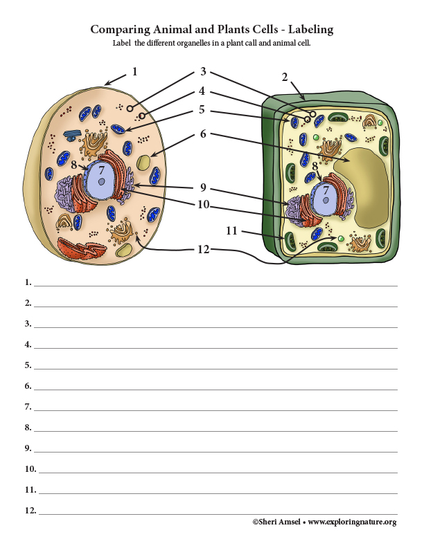 63 Label Plant Cell Worksheets 26