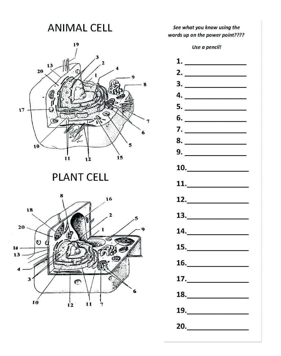 63 Label Plant Cell Worksheets 27