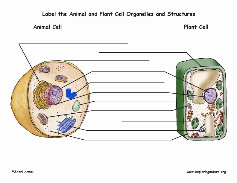 63 Label Plant Cell Worksheets 38