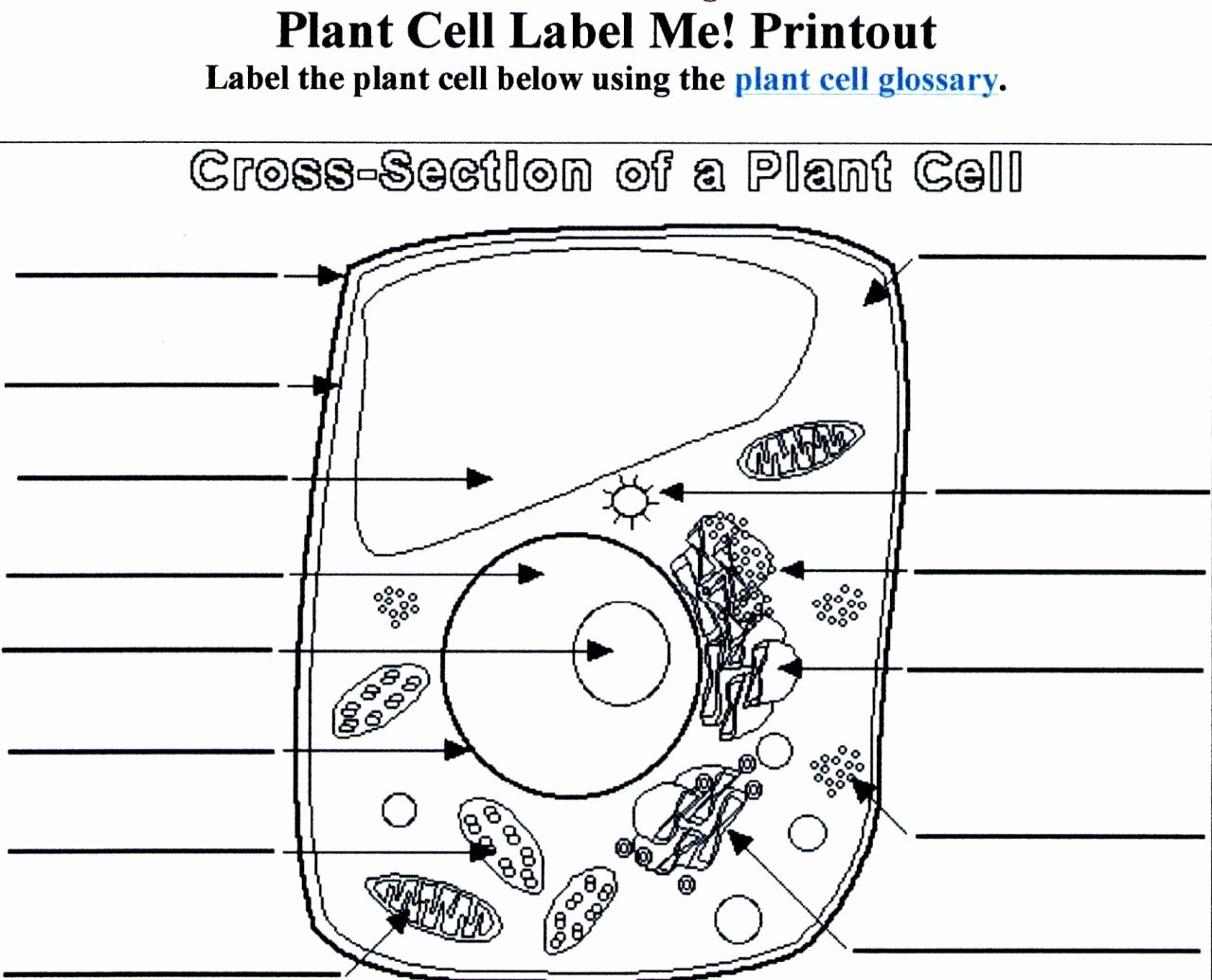 63 Label Plant Cell Worksheets 4