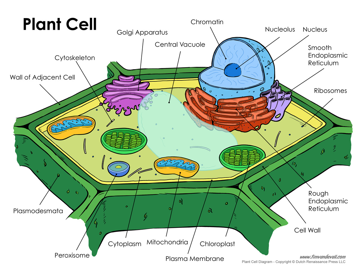 63 Label Plant Cell Worksheets 41