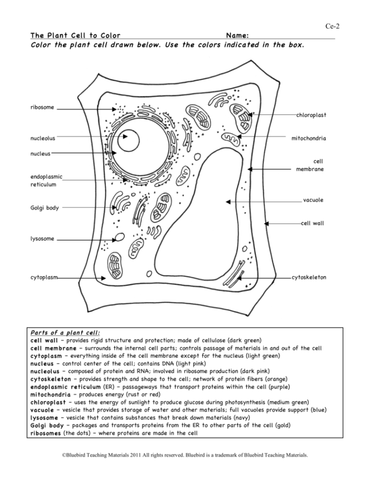 63 Label Plant Cell Worksheets 43