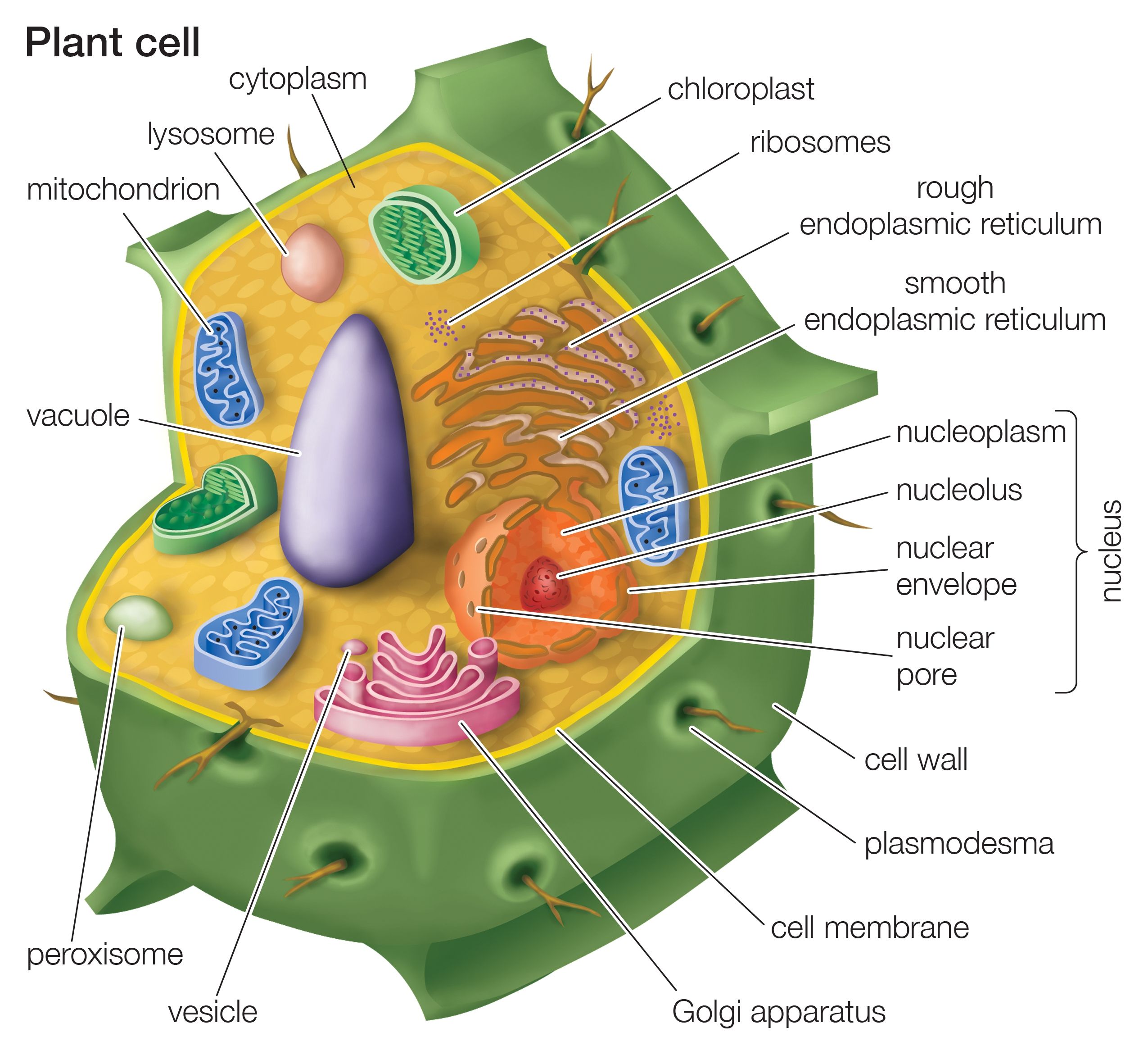 63 Label Plant Cell Worksheets 45