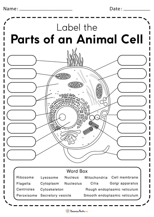 63 Label Plant Cell Worksheets 5