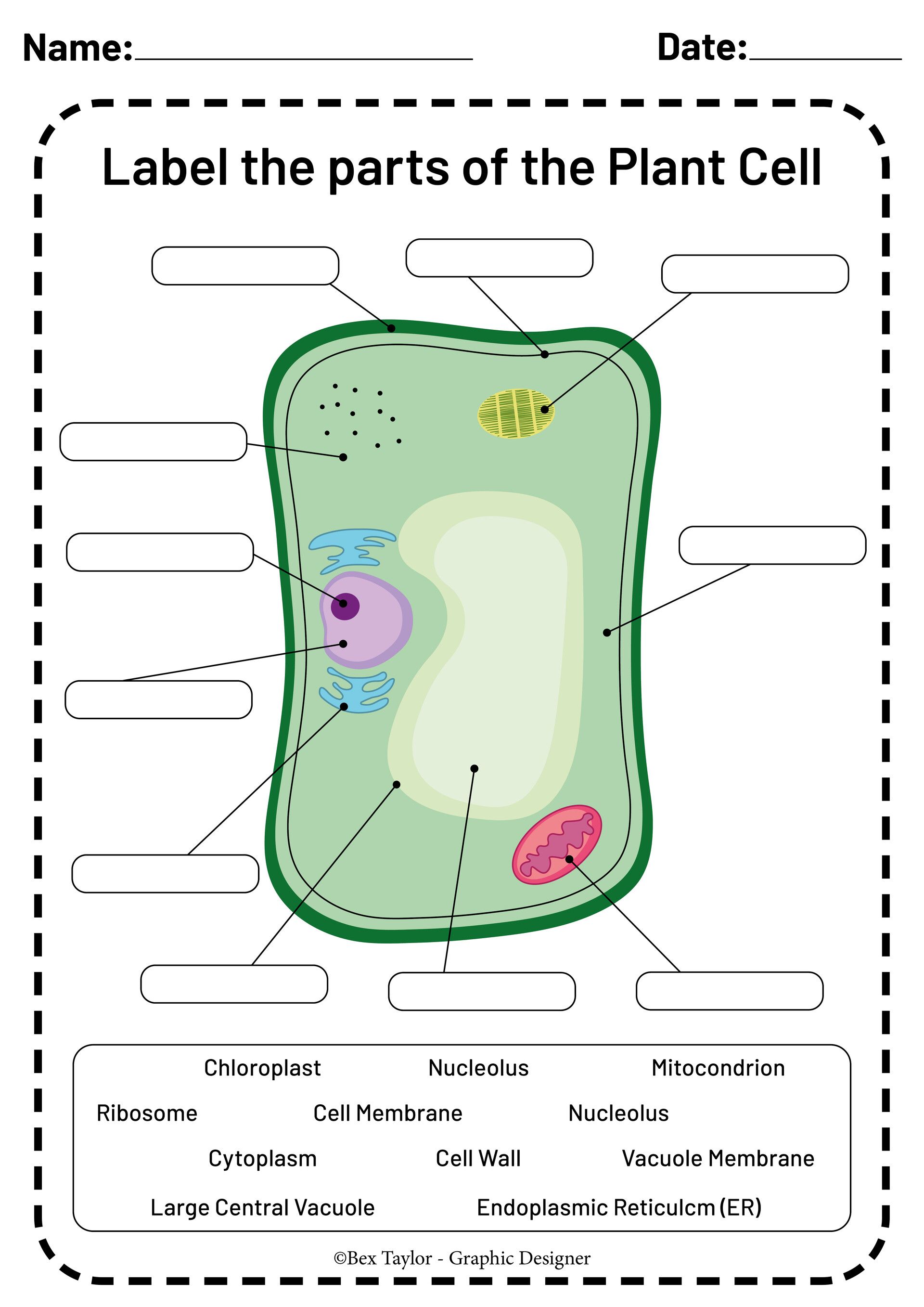 63 Label Plant Cell Worksheets 50