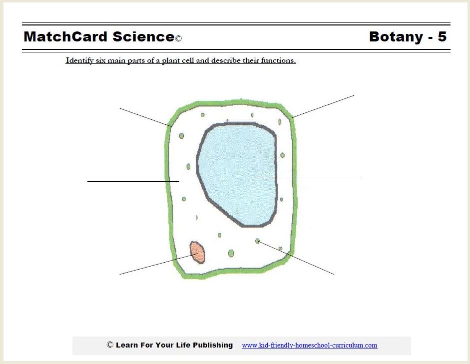 63 Label Plant Cell Worksheets 52