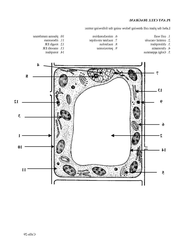 63 Label Plant Cell Worksheets 54