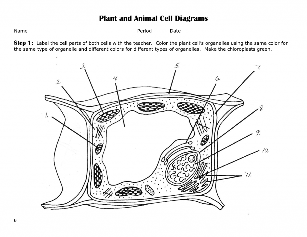 63 Label Plant Cell Worksheets 58