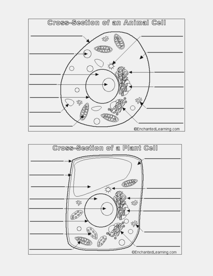 63 Label Plant Cell Worksheets 59