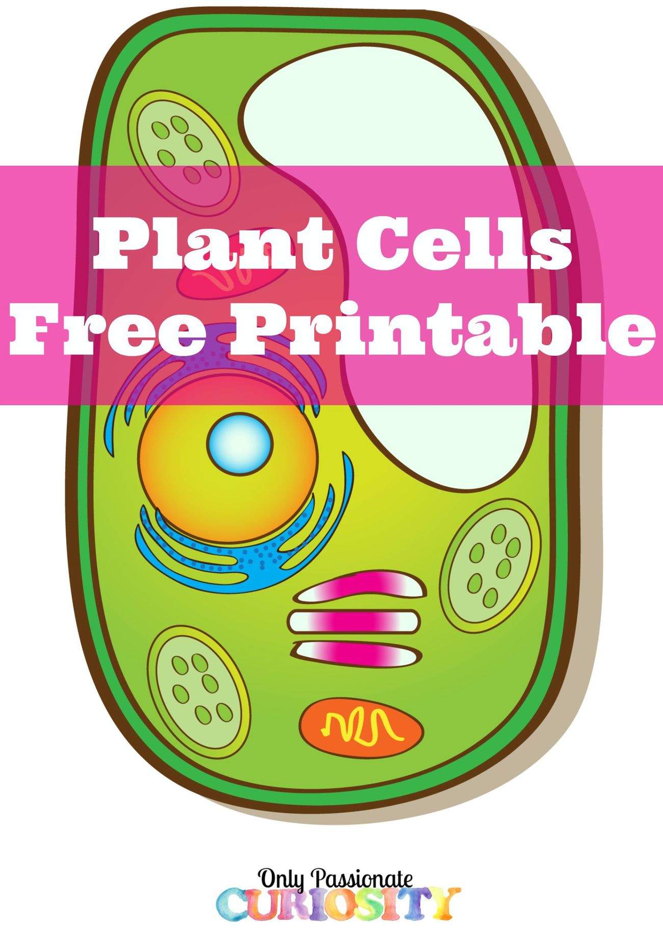 63 Label Plant Cell Worksheets 61