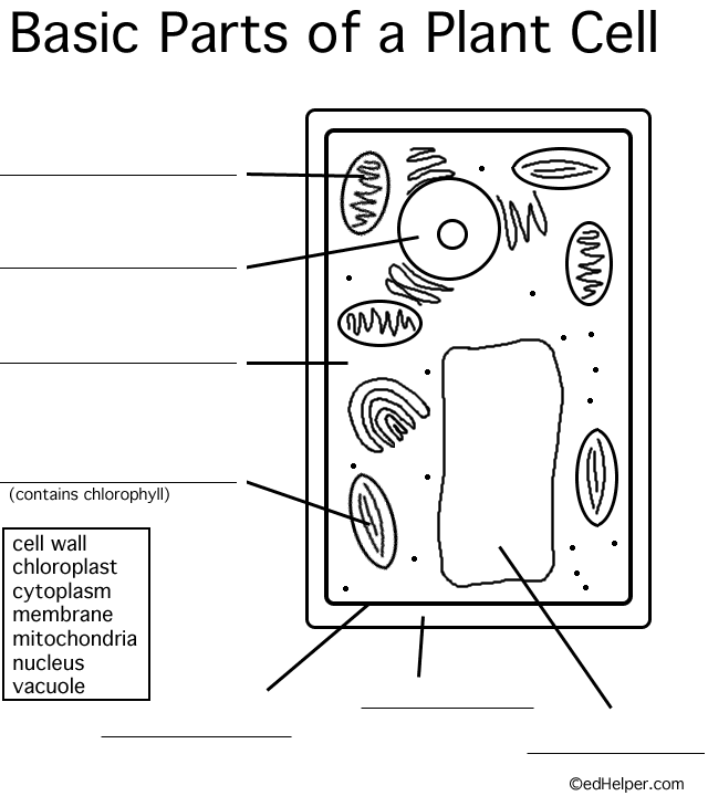 63 Label Plant Cell Worksheets 62