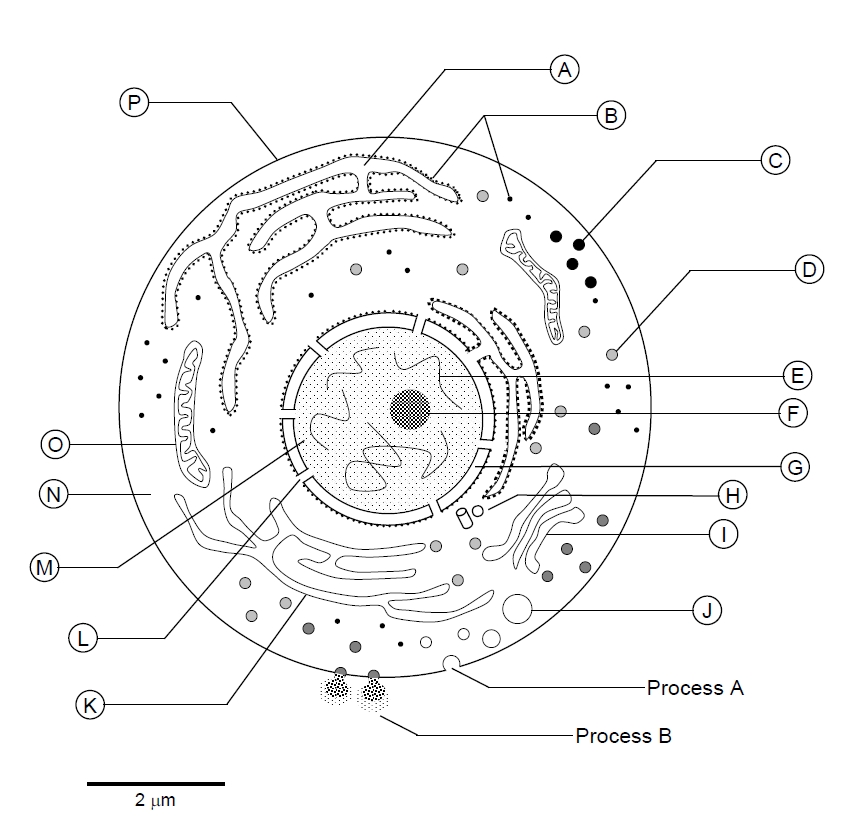 63 Label Plant Cell Worksheets 65