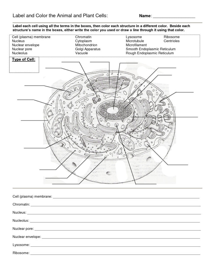 63 Label Plant Cell Worksheets 69