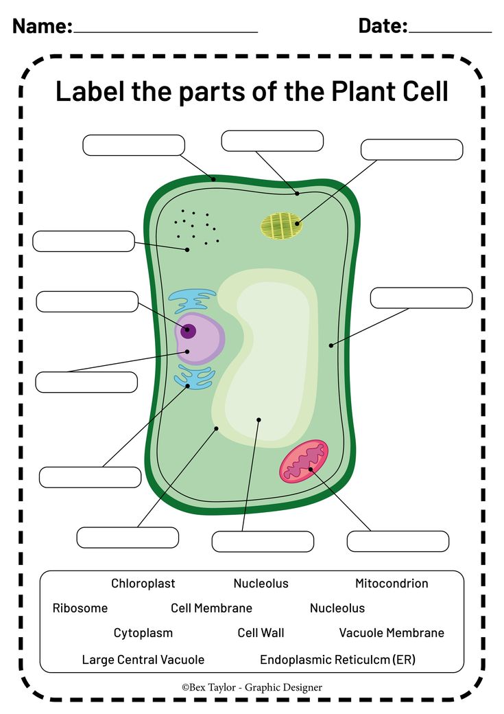 63 Label Plant Cell Worksheets 7