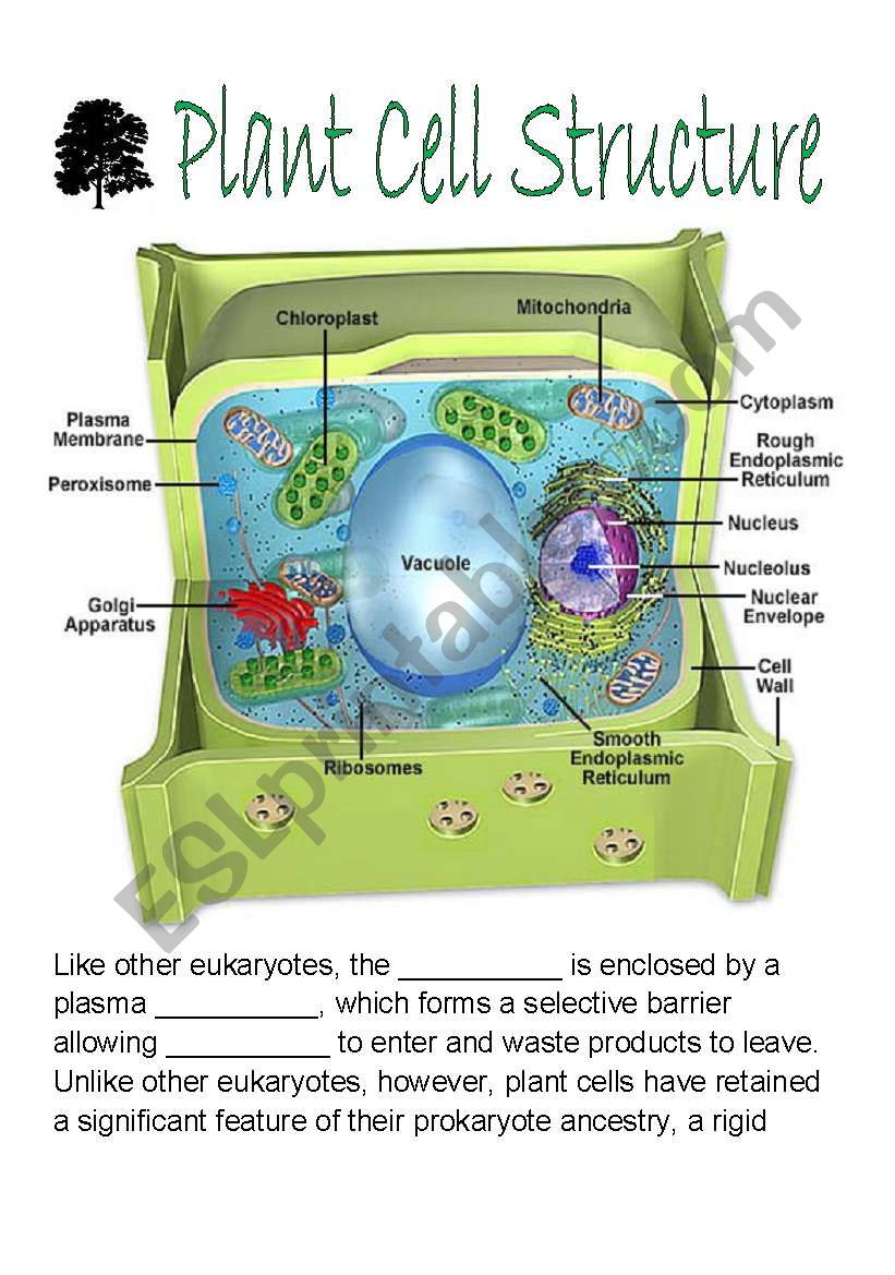 63 Label Plant Cell Worksheets 8