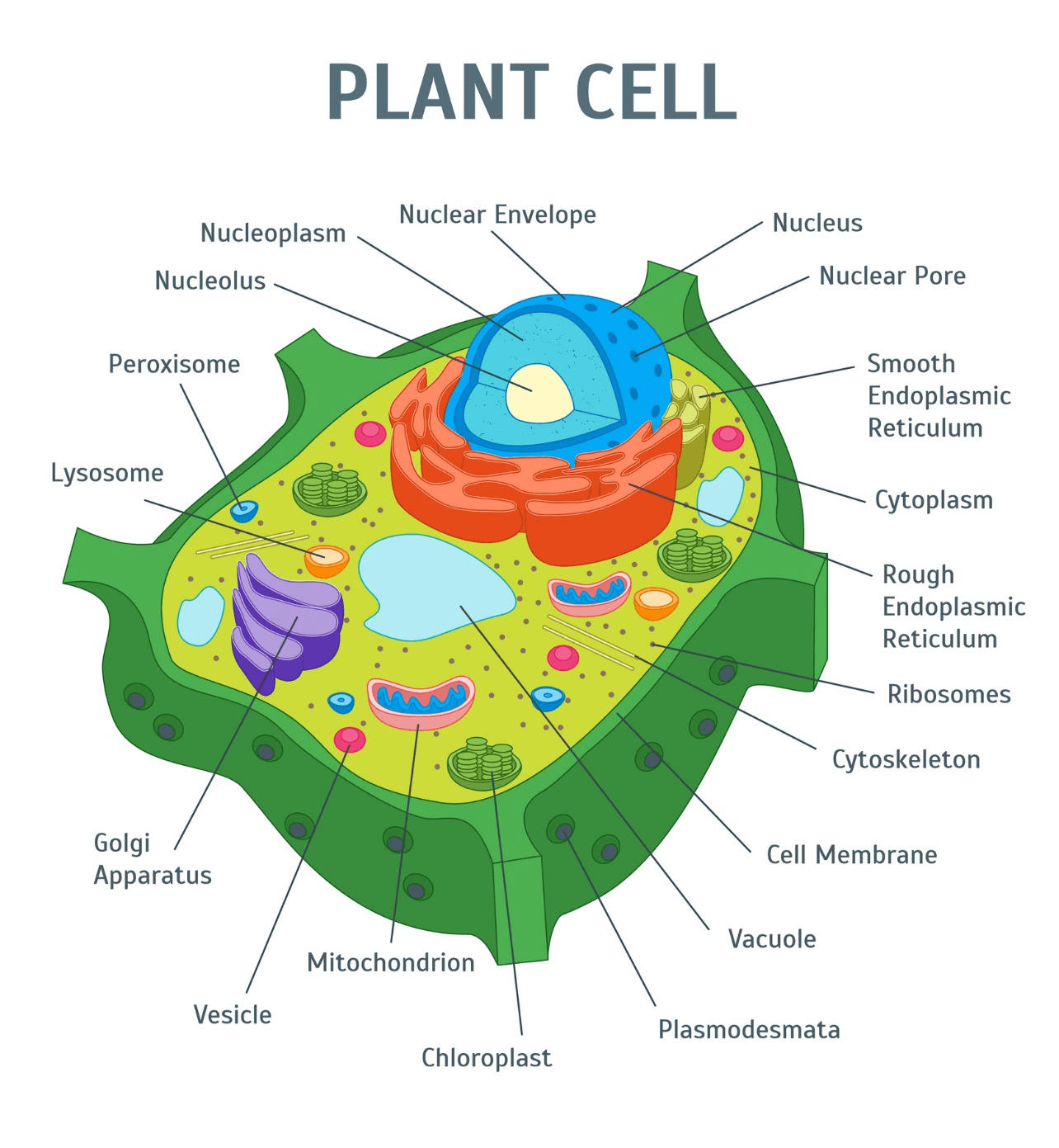 63 Label Plant Cell Worksheets 9