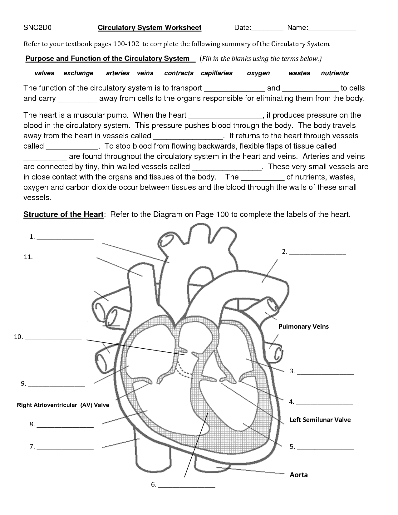 56 Circulatory System Worksheets Answers 1