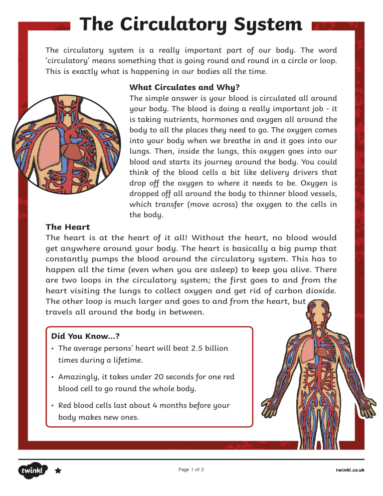 56 Circulatory System Worksheets Answers 19