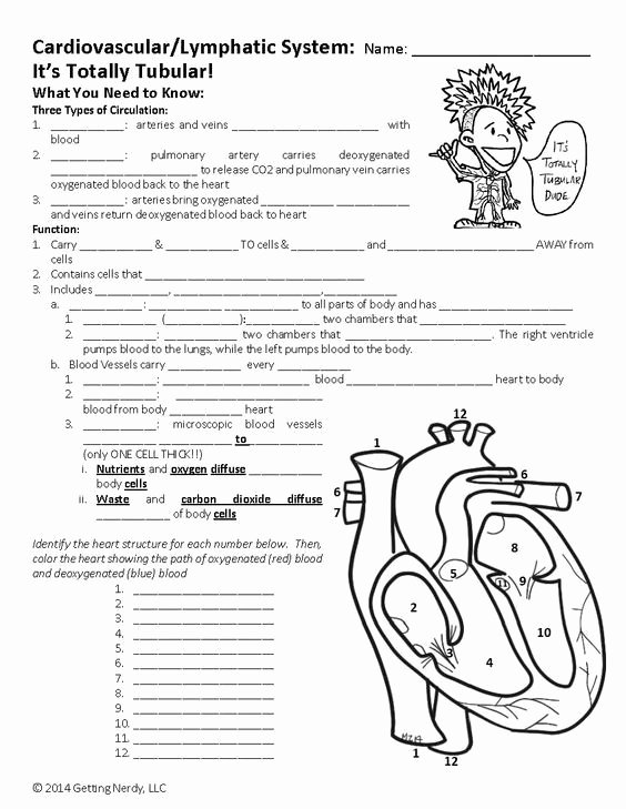 56 Circulatory System Worksheets Answers 2