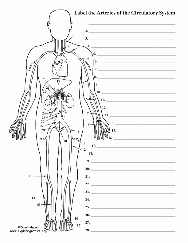 56 Circulatory System Worksheets Answers 20