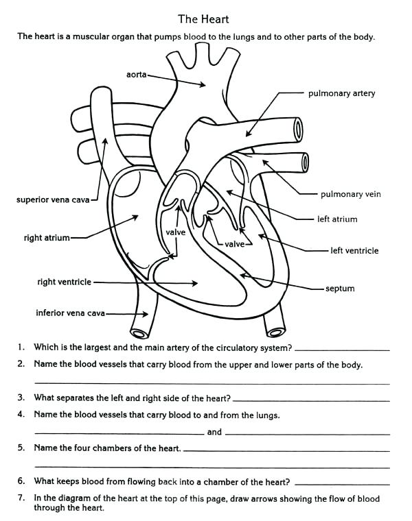 56 Circulatory System Worksheets Answers 22