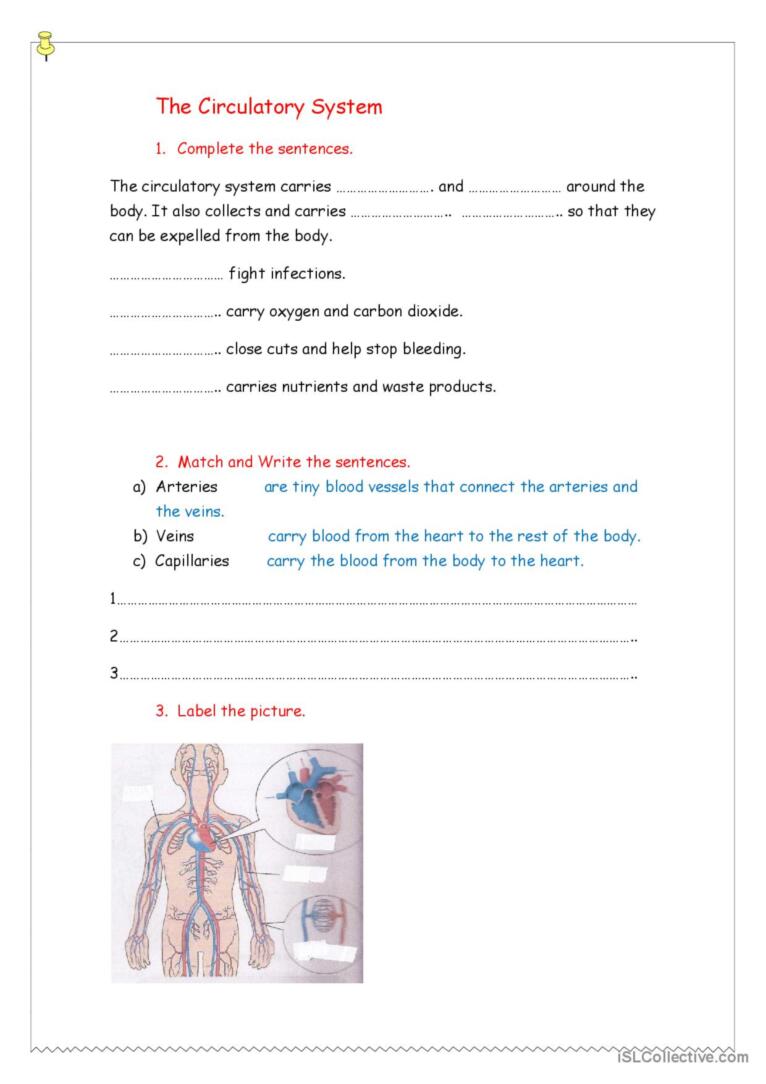 56 Circulatory System Worksheets Answers 25