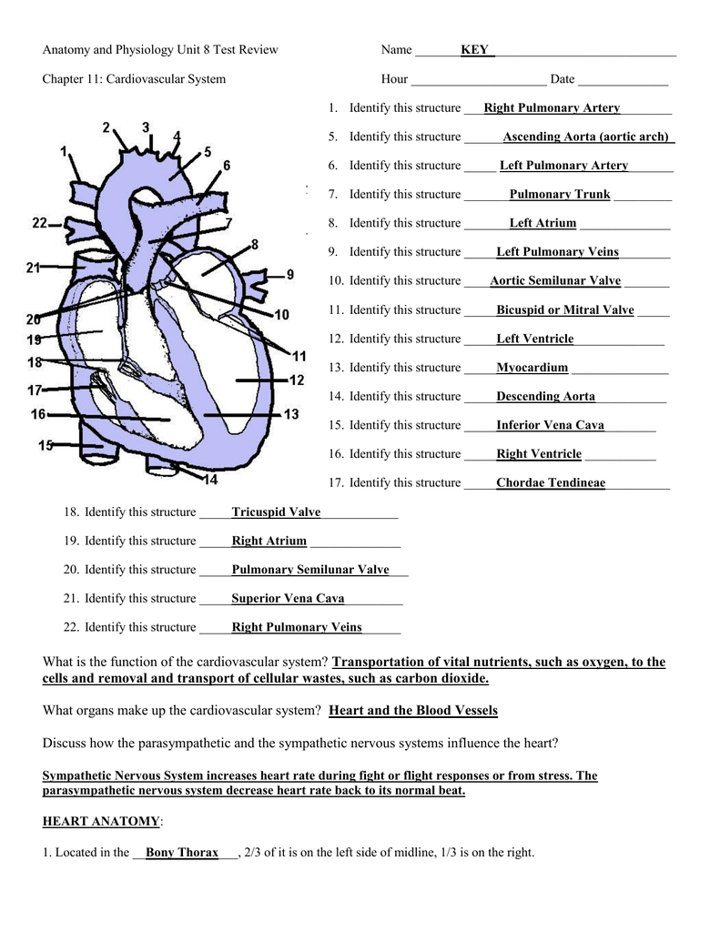 56 Circulatory System Worksheets Answers 27