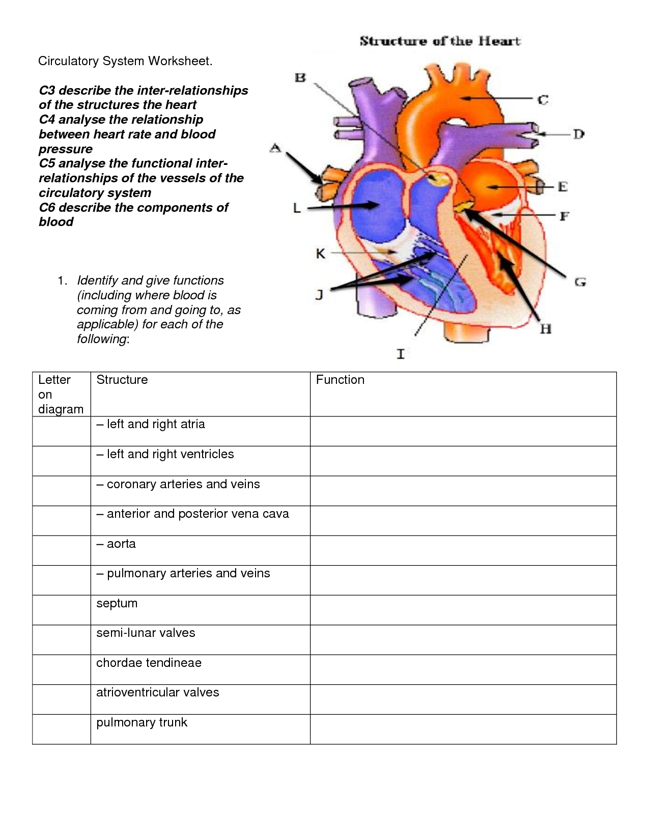 56 Circulatory System Worksheets Answers 29