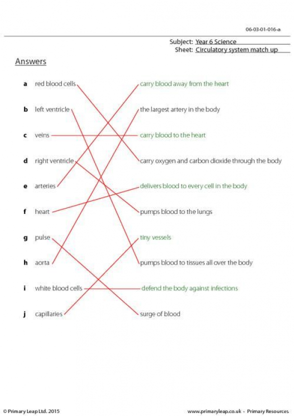 56 Circulatory System Worksheets Answers 3