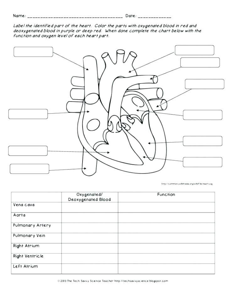 56 Circulatory System Worksheets Answers 39