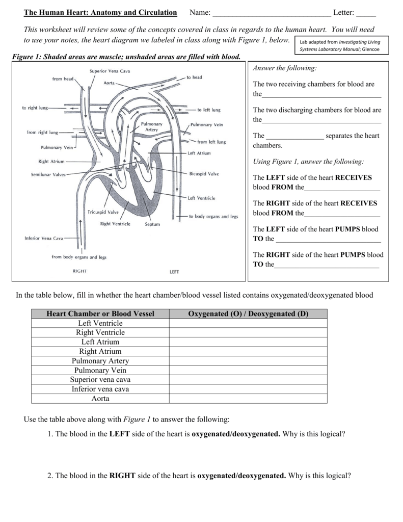 56 Circulatory System Worksheets Answers 4