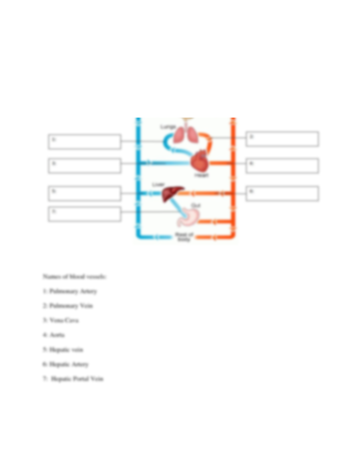 56 Circulatory System Worksheets Answers 40