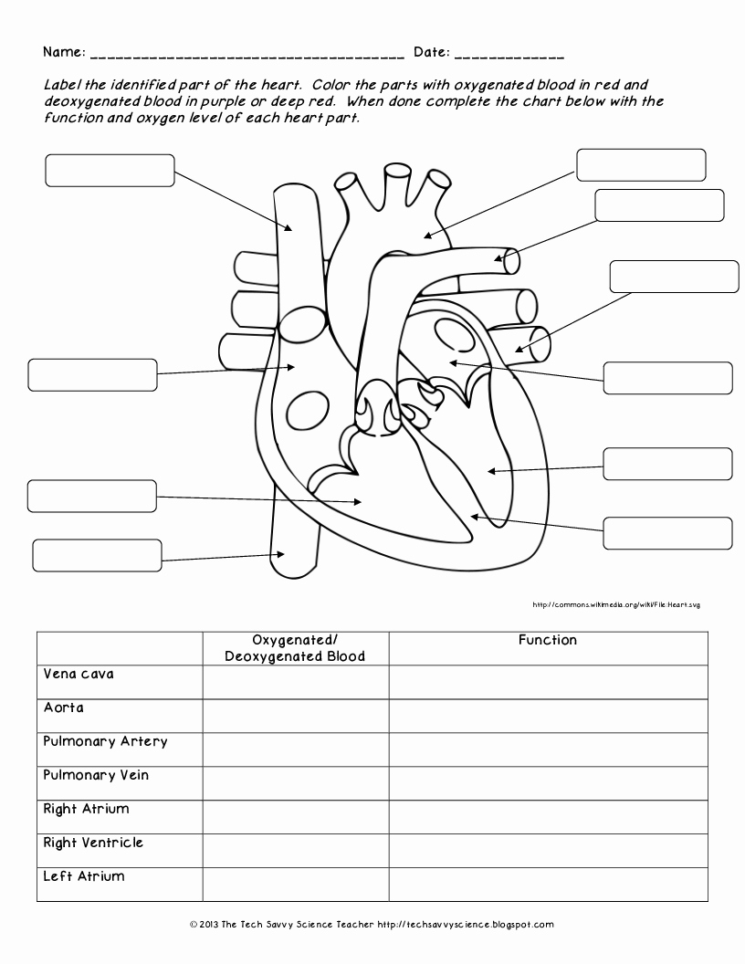 56 Circulatory System Worksheets Answers 42