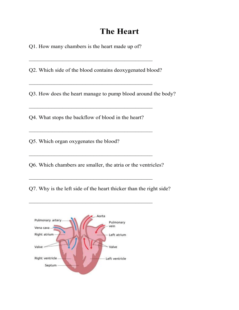 56 Circulatory System Worksheets Answers 47