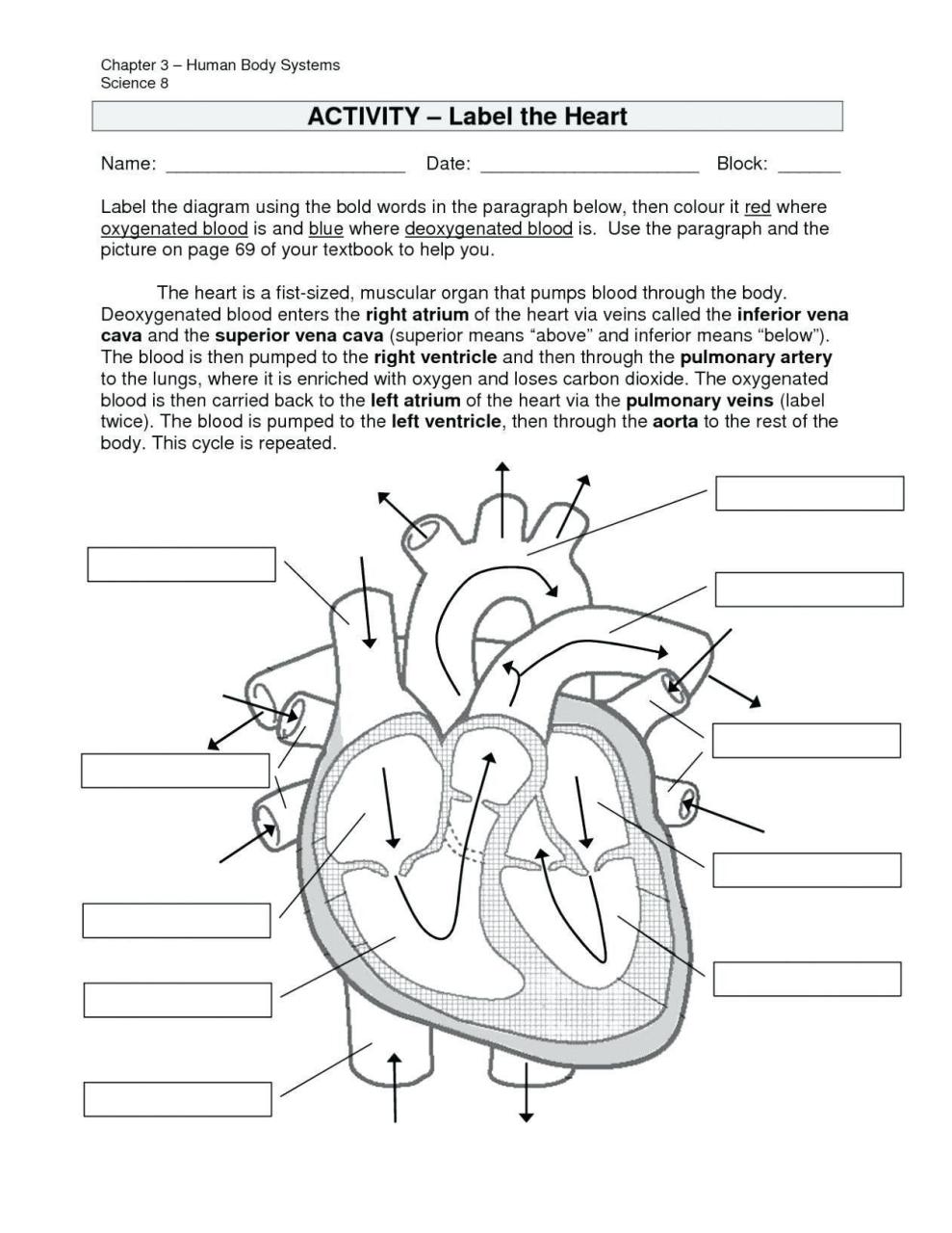 56 Circulatory System Worksheets Answers 49