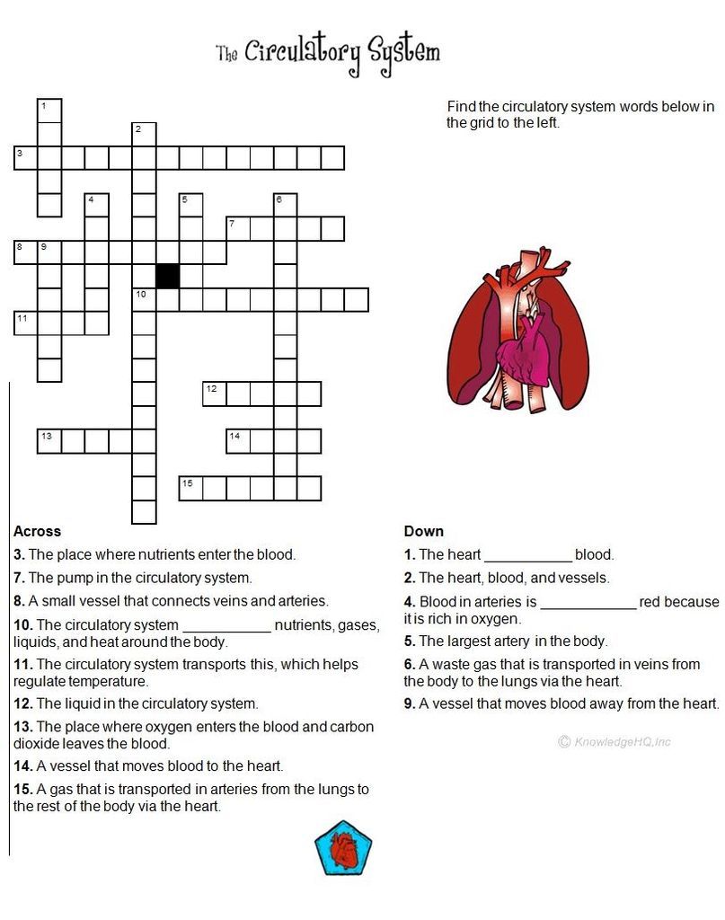 56 Circulatory System Worksheets Answers 5