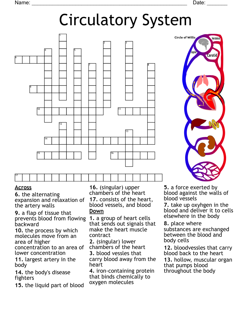 56 Circulatory System Worksheets Answers 50