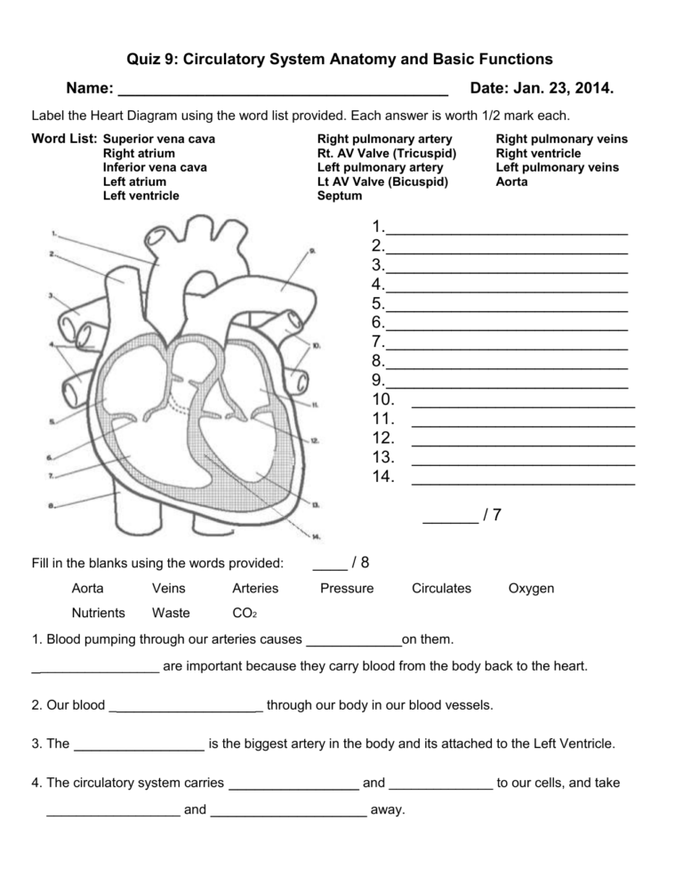 56 Circulatory System Worksheets Answers 54