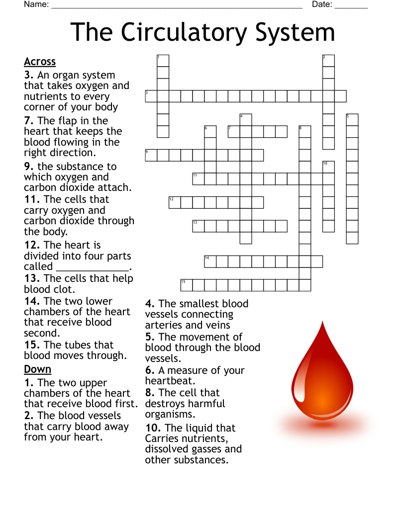 56 Circulatory System Worksheets Answers 55