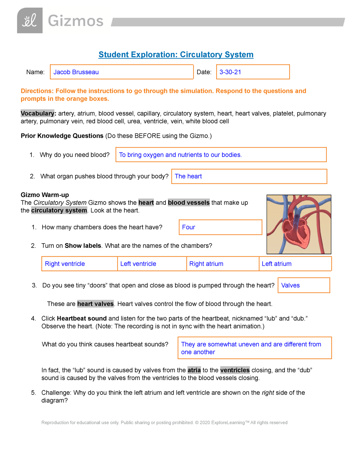 56 Circulatory System Worksheets Answers 57