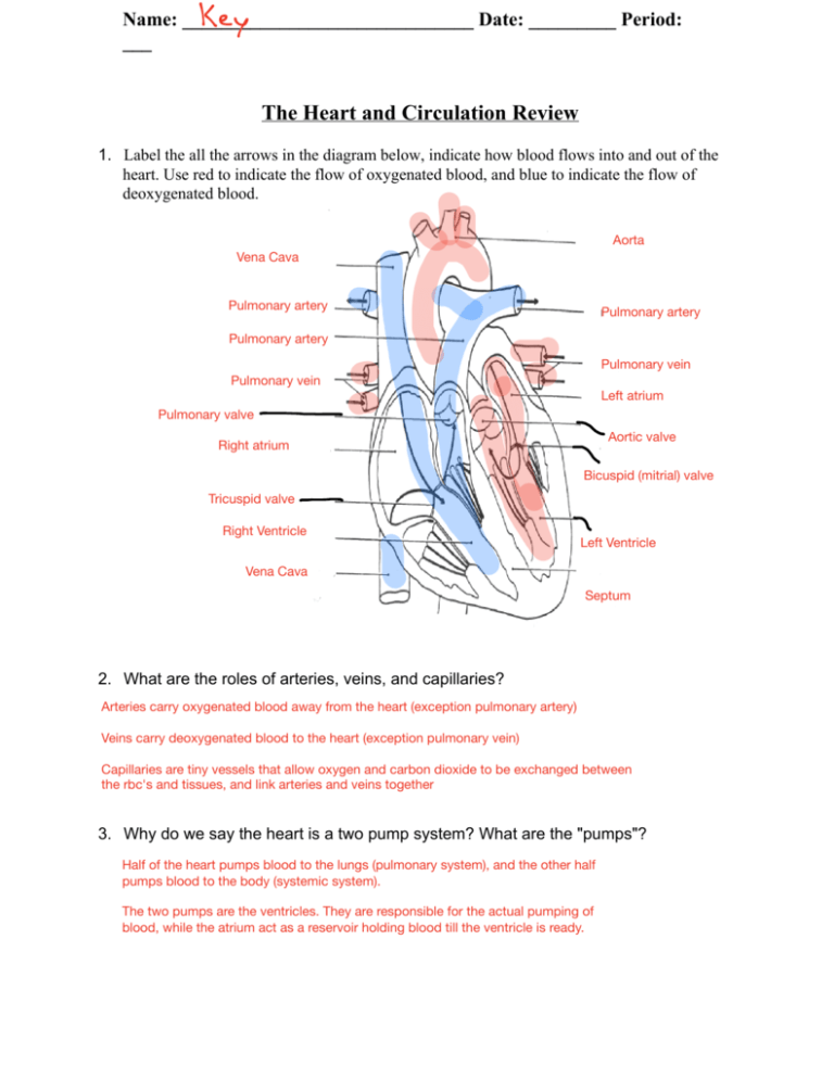 56 Circulatory System Worksheets Answers 58