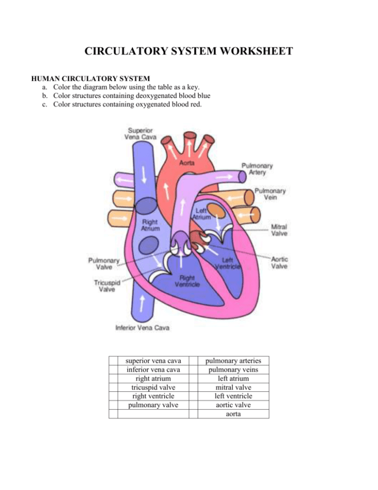 56 Circulatory System Worksheets Answers 59