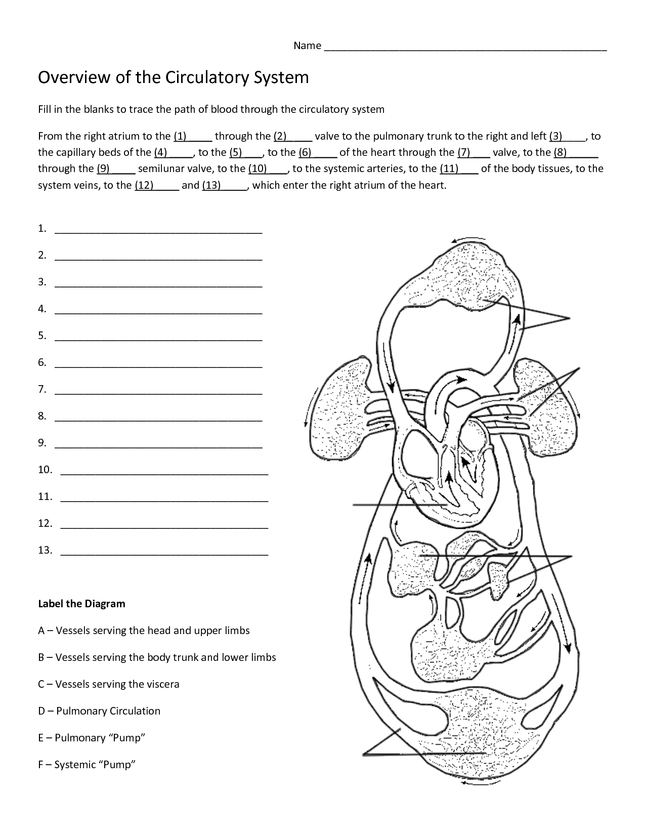 56 Circulatory System Worksheets Answers 7