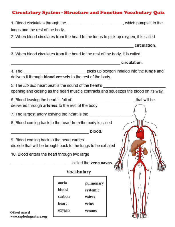 56 Circulatory System Worksheets Answers 8