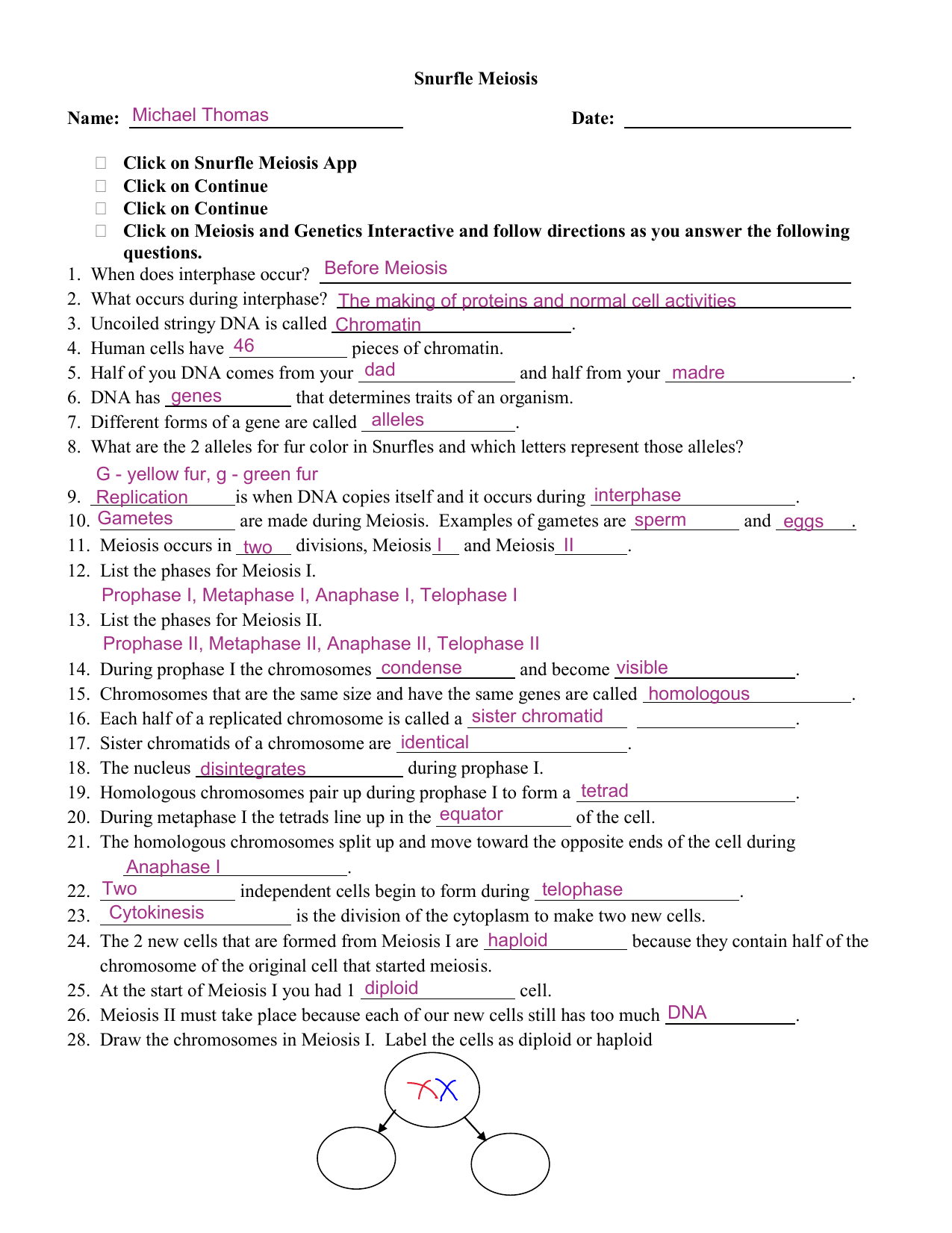 60 Snurfle Meiosis Worksheets Answers 1