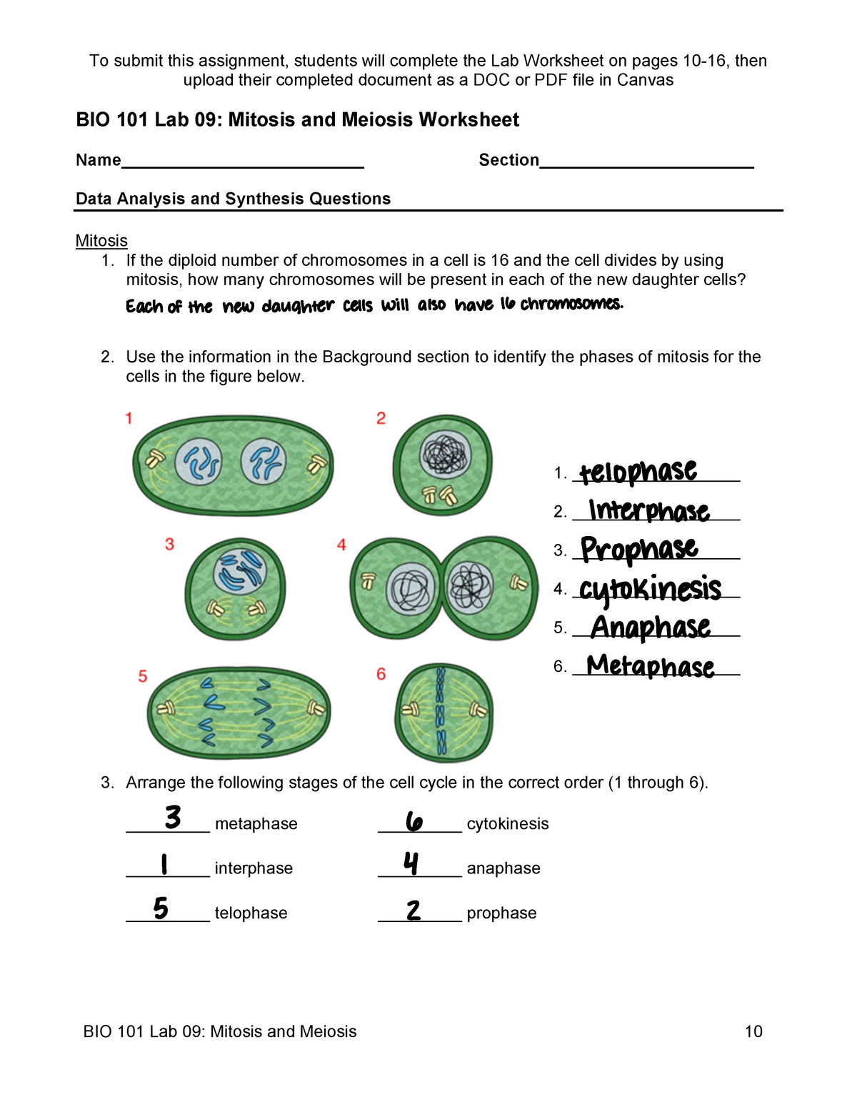 60 Snurfle Meiosis Worksheets Answers 11