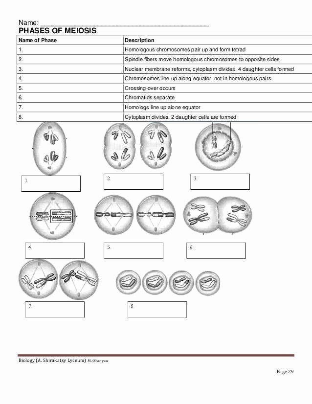 60 Snurfle Meiosis Worksheets Answers 12