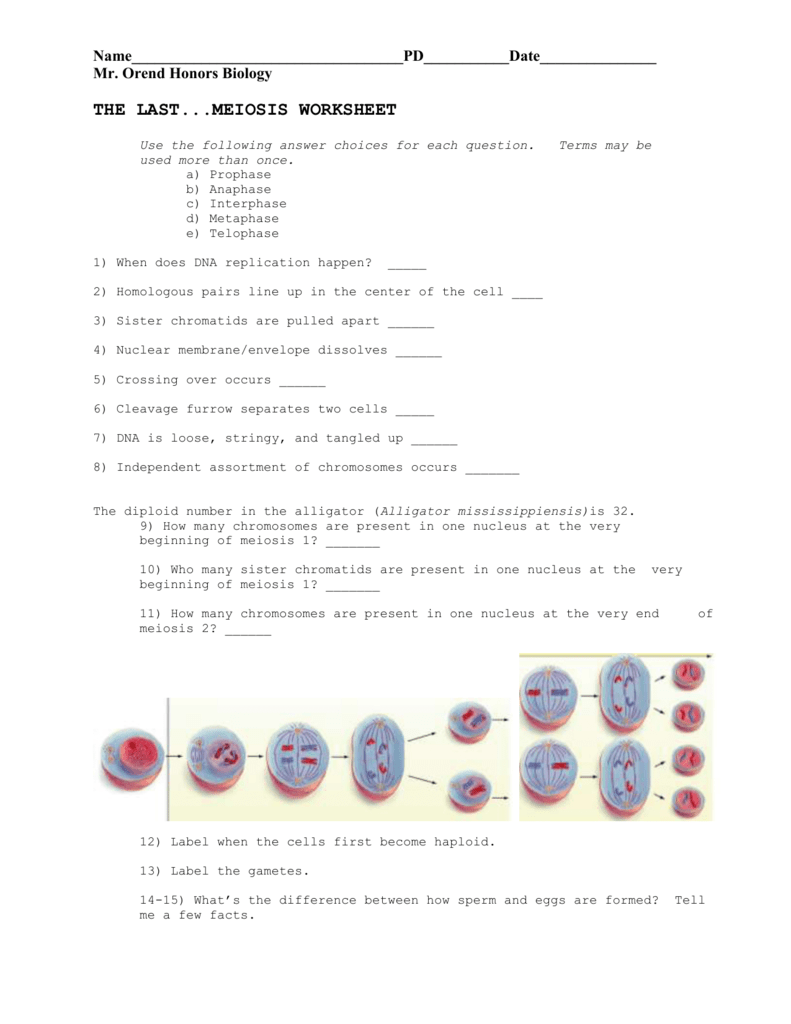 60 Snurfle Meiosis Worksheets Answers 14