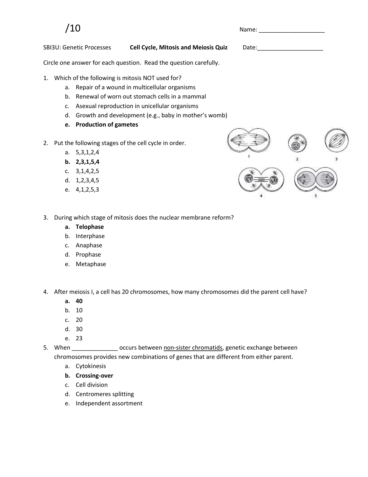 60 Snurfle Meiosis Worksheets Answers 16